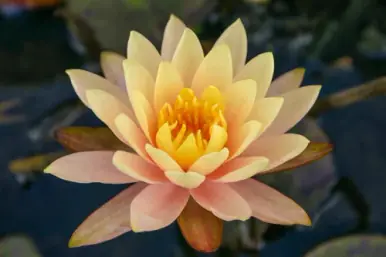 Hardy Lily - GEORGIA PEACH