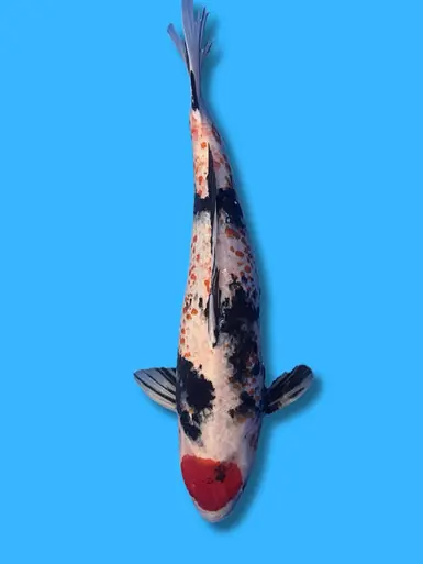 61cm Japanese Imported Konoko Tancho Showa - Marusei - ICF1 - 12