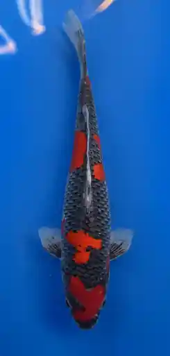 35cm Japanese Imported Goshiki- Aokiya - QT9 - 25