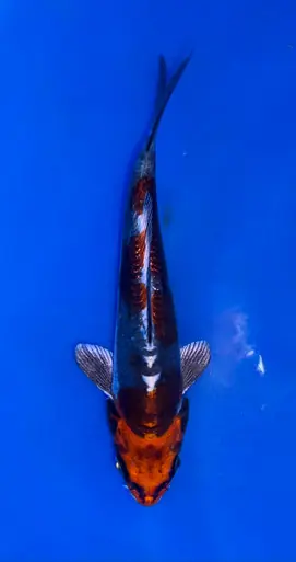 14cm Japanese Imported Beni Kikokuryu - Koshiji - ICF10 - 22