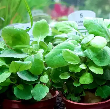 Lobelia cardinalis (Tropica)