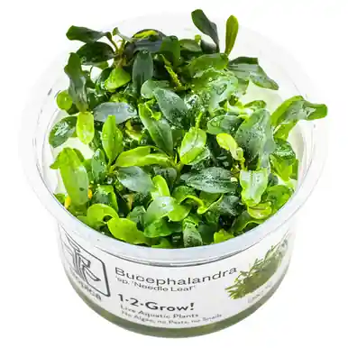 Bucephalandra sp. 'Needle Leaf' 1-2-Grow!
