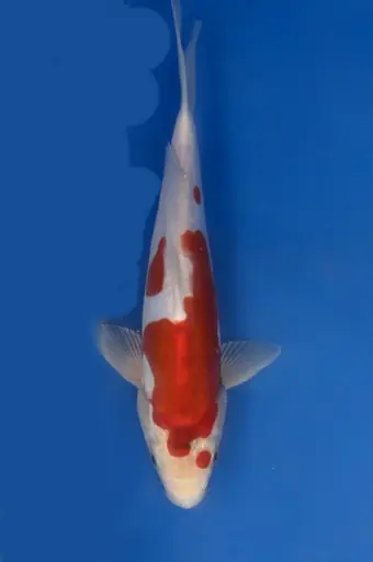 26cm Japanese Imported Doitsu Kohaku - Aokiya - QT9 - 39