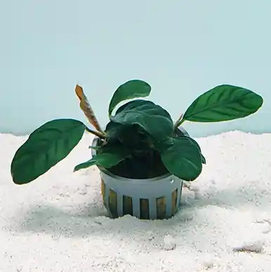 Anubias barteri 'Coffeefolia' - jermack
