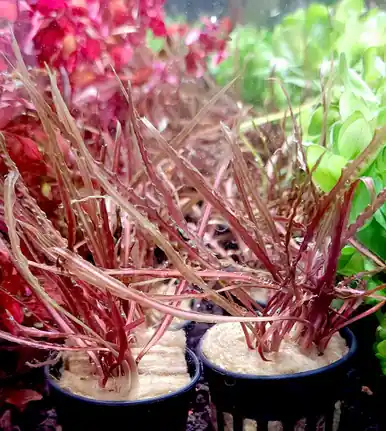 Cryptocoryne retrospiralis - UNS