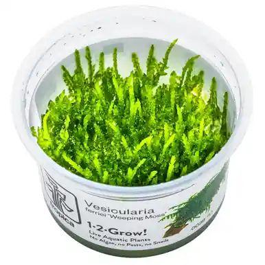 Vesicularia ferriei 'Weeping' 1-2-Grow!