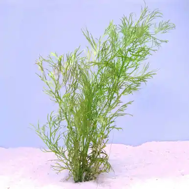 Water Sprite (Ceratopteris thalictroides) - jermack