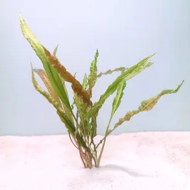 Cryptocoryne crispatula 'Balansae' - UNS