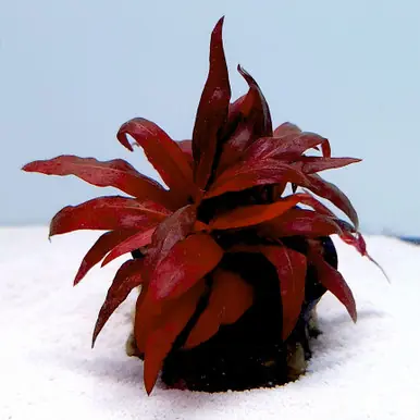 Alternanthera reineckii 'Mini' - FFP