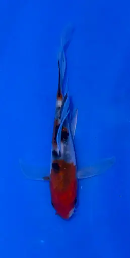 10cm Japanese Imported Sanke Butterfly - Suda - ICF10 - 40