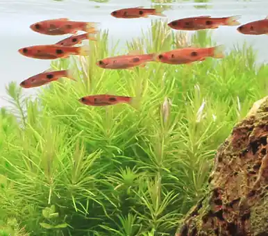 Pogostemon erectus - FFP