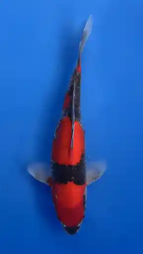 29cm Japanese Imported Goshiki- Aokiya - QT9 - 24