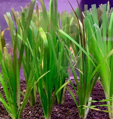 Vallisneria gigantea - UNS