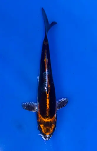 14cm Japanese Imported Beni Kikokuryu - Koshiji - ICF10 - 23