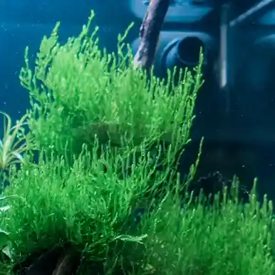 Flame Moss (Taxiphyllum sp.) - jermack