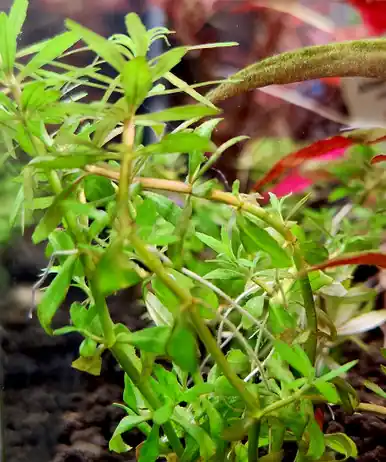 Limnophila sp. 'Vietnam Mini' - UNS