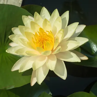 Hardy Water Lily (Yellow) - FFP