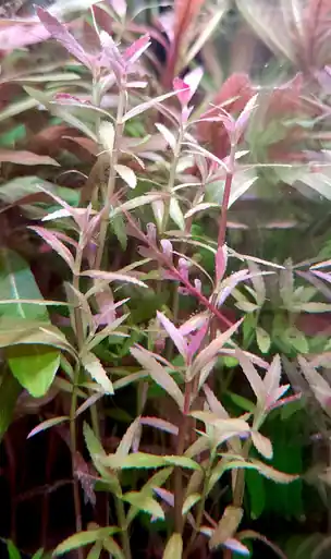 Limnophila belem - UNS