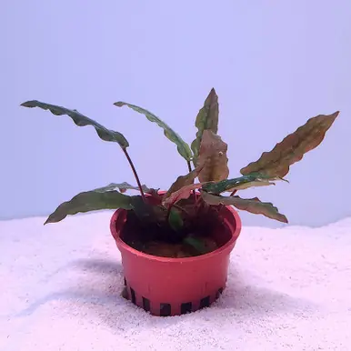 Cryptocoryne wendtii 'Red' - jermack