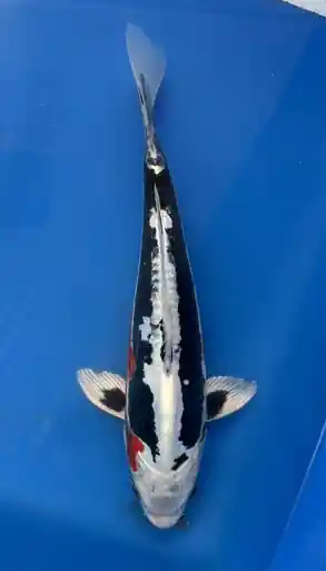 30cm Japanese Imported Beni Kumonryu- Aokiya - QT9 - 35