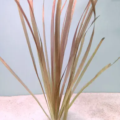 Blyxa aubertii 'Red' - jermack