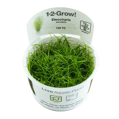 Eleocharis acicularis 1-2-Grow!