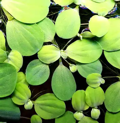 Mini Water Lettuce (Pistia stratiotes) - FFP
