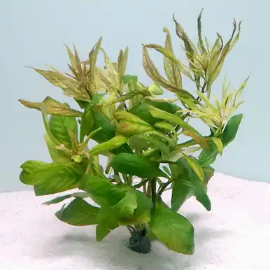 Ludwigia inclanata ‘Cuba’ - jermack