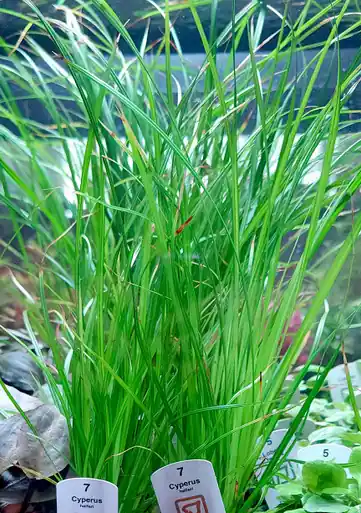 Cyperus helferi (Tropica)