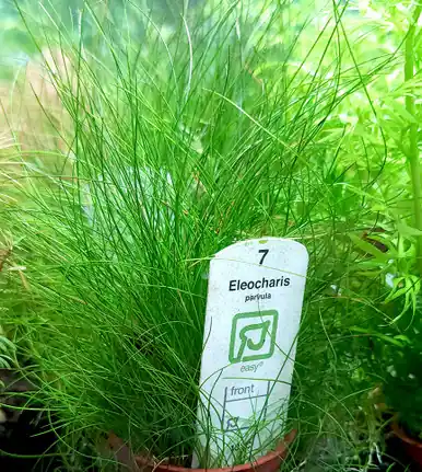 Eleocharis parvula (Tropica)