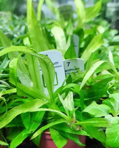 Helanthium bolivianum 'Quadricostatus' (Tropica)