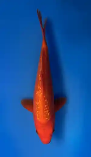 26cm Japanese Imported Ginrin Benigoi - Aokiya - QT9 - 7