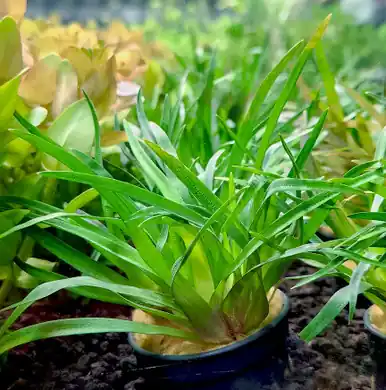 Eriocaulon sp. 'Vietnam' - UNS