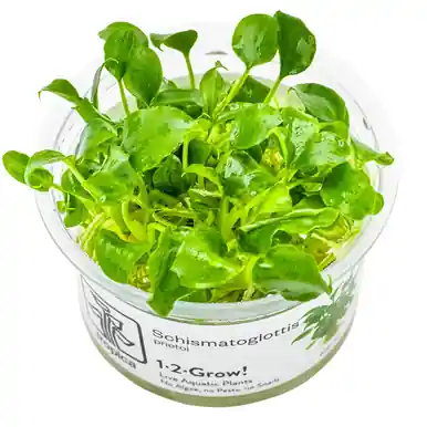 Schismatoglottis prietoi 1-2-Grow!