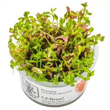 Rotala rotundifolia 'Blood Red' 1-2-Grow!