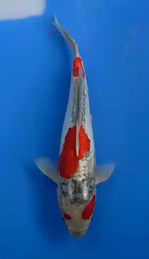 28cm Japanese Imported Doitsu Goshiki- Aokiya - QT9 - 17