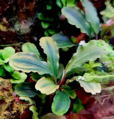 Bucephalandra pygmaea 'Wavy Green' (Tropica)