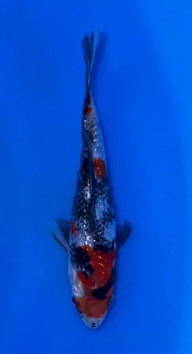 14cm Japanese Imported Ginrin Showa - Koshiji - ICF10 - 13