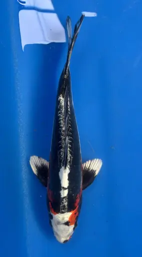26cm Japanese Imported Beni Kikokuryu- Aokiya - QT9 - 30