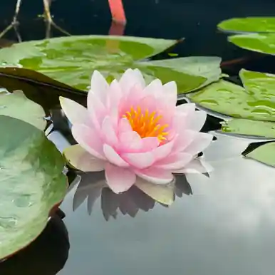 Hardy Water Lily (Pink) - FFP