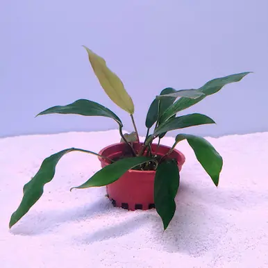 Anubias minima - jermack