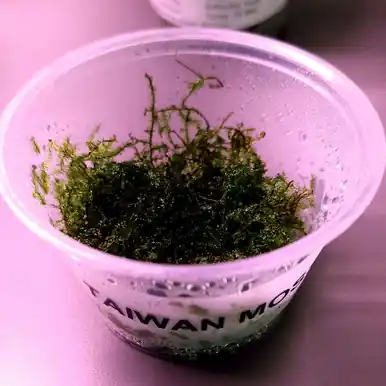 Taiwan Moss (Taxiphyllum alternans) - jermack