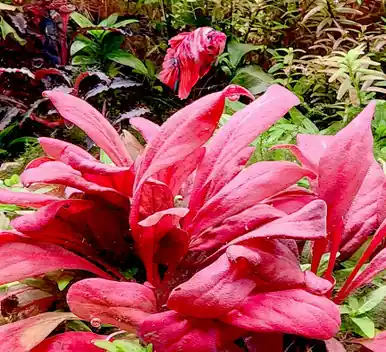 Samolus parviflorus Red - UNS