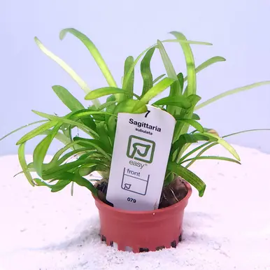 Sagittaria subulata (Tropica)