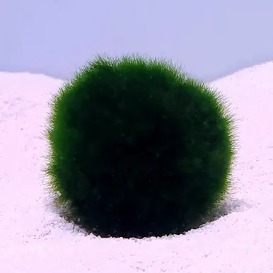 Marimo Moss Balls (Aegagropila linnaei) - FFP