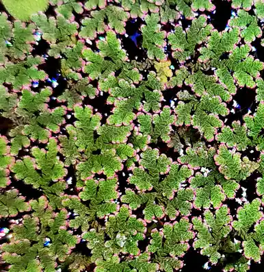 Fairy Moss (Azolla caroliniana) - FFP
