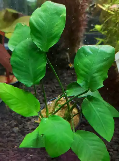 Anubias barteri 'Striped' - UNS