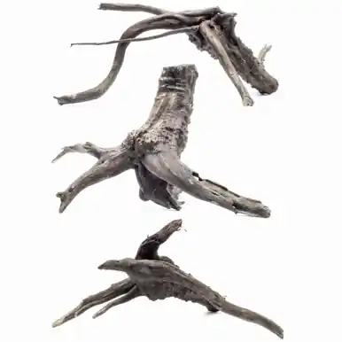 Black Forest Spider Wood (Small) - UNS