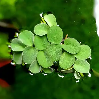 Salvinia sprucei - FFP