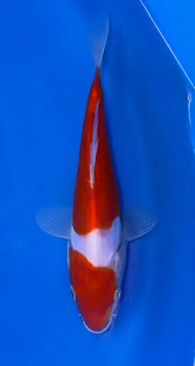 15cm Japanese Imported Kikokuryu - Koshiji - ICF7 - 4